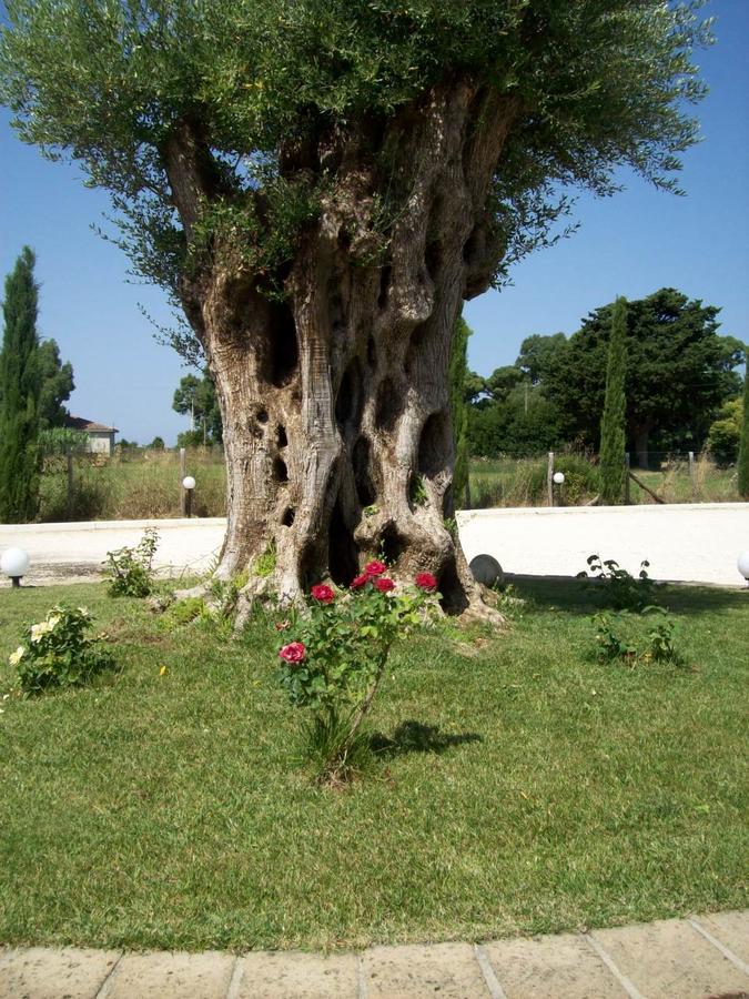 Il Vivaio Villa Tarquinia Ngoại thất bức ảnh
